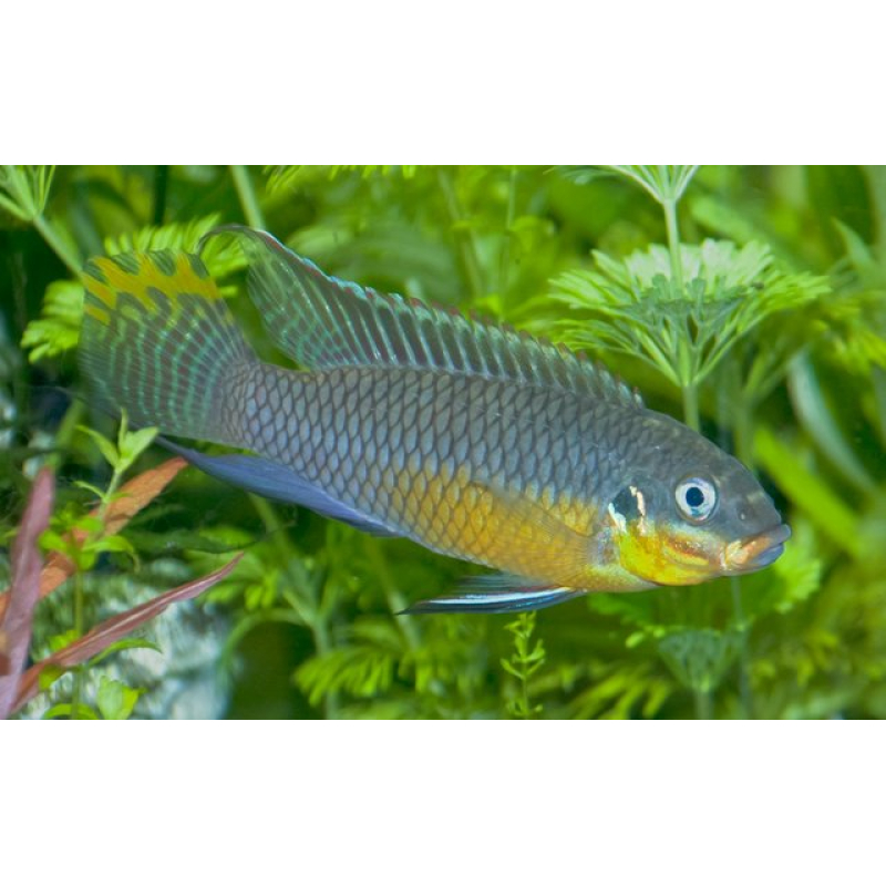 Pelvicachromis Taeniatus Nigeria green 4-5cm